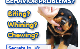 Secrets to Dog Training 267x165 - The Dog Obedience Training By Dan Stevens Reviews! Stop Dog Behavior Problems